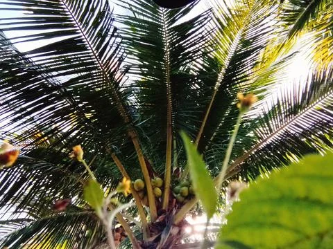 Half Coconut Tree Stock Photos
