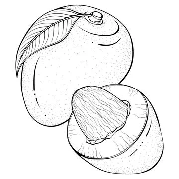 Half cut and whole mango Stock Illustration