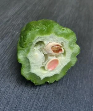 Half cut of bitter melon or bitter gourd on wooden background Foto stock