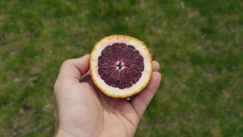 Half cut blood orange held in hand over a green field Vídeos de archivo 330028150