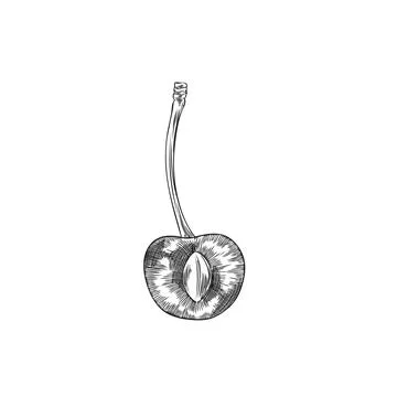 Half cut cherry berry with cherry pit on the stem engraved sketch. Hand drawn Stock Illustration