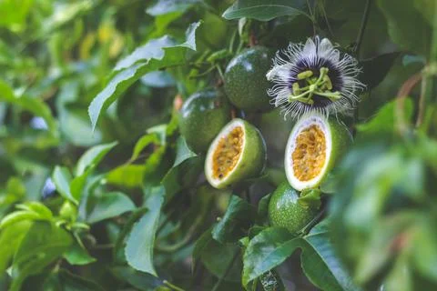 Half cut passion fruit with flower | Passiflora edulis Stock-Fotos
