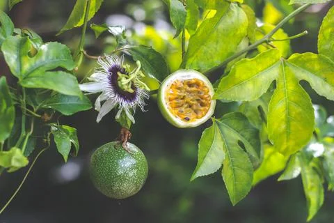 Half cut passion fruit with flower | Passiflora edulis Stock-Fotos