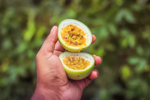 Half cut passion fruit in hand | Passiflora edulis Stock-Fotos