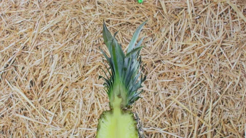 Half cut pineapple rotating on straw background Stock Footage 141668340