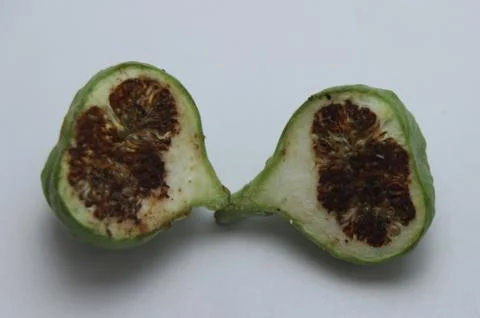 Half cut slice piece of fig fruit Stock Photos