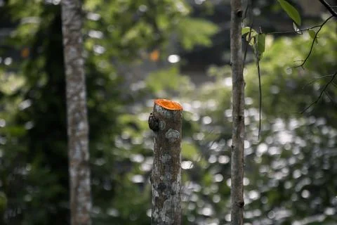 Half cut tree trunk standing with other trees in the forest. concept of savin Stock Photos