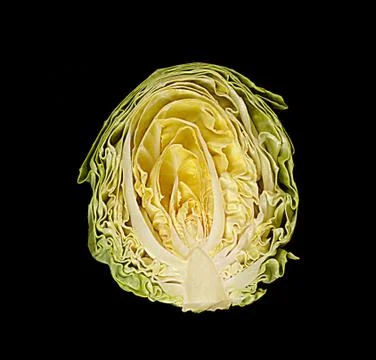 Half of cut white cabbage on black background. Stock Photos