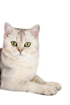 Half of the cute white cat is lying, looking out from somewhere on the side Stock Photos