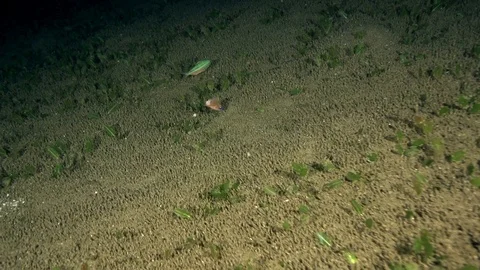 Half cutted cardinal fish still swiming n the night on the sand Video stock 89968468