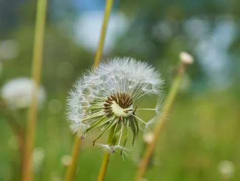 Half dandelion in the grass Stock Photos