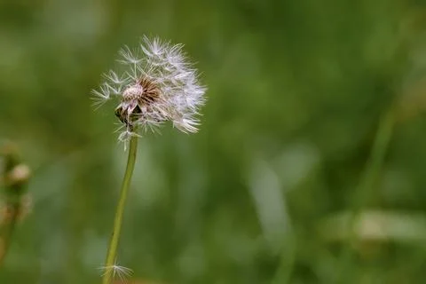 A half dandelion seed head almost completely blown by the wind, against the g Stock Photos