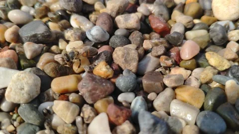 Half dead bee slowly moves recovering on the pebbles Stock Footage 152477264