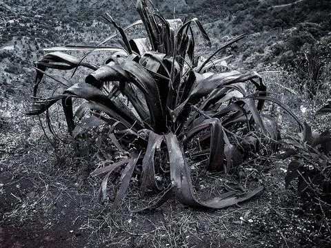 A half dead cactus captured on a top of a hill. Scary photo Stock Photos