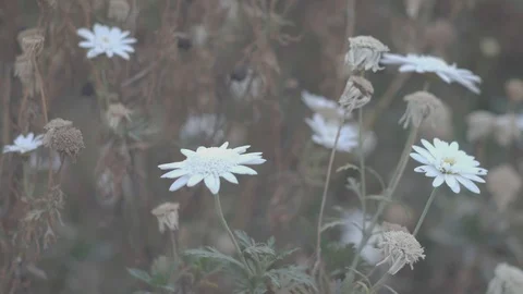 Half dead half alive white flowers Stock Footage 108851479