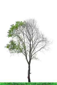 Half dead tree isolated on white background with clipping path. Stock Photos
