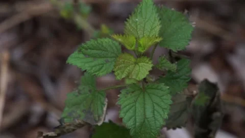 Half-dead Urtica dioica (common nettle) plant swaying in wind Stock Footage 234768642