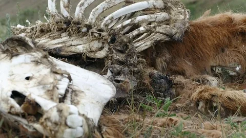 Half-decayed body of a colt on a meadow in the mountains. Stock Footage 81576712