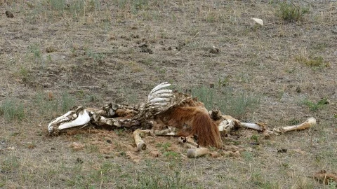 Half-decayed corpse of a foal on a meadow . Stock-Footage 82221103