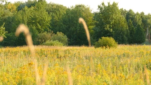 Half distinctable deer walking out of frame while partially hiding in flowers Stock Footage 99009357