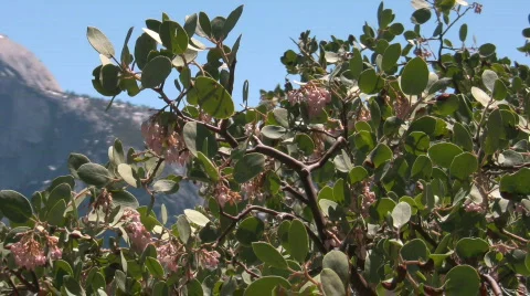 Half Dome Medium Pan Toward Filtered Stock Footage 876124