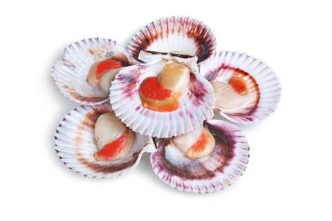 Half a dozen fresh opened scallop Stock-Fotos