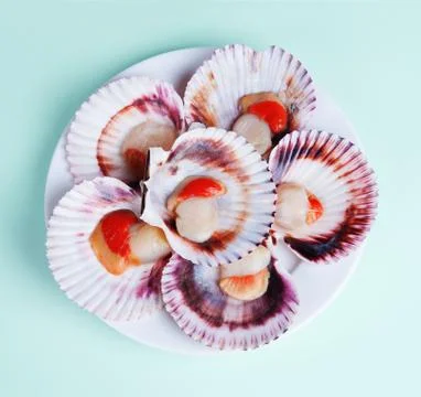 Half a dozen fresh opened scallop shell on white plate Stock Photos