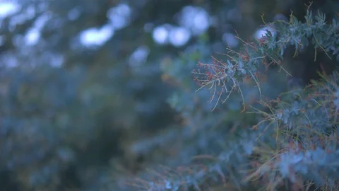 Half dried tree branch Vídeos de archivo 87120026