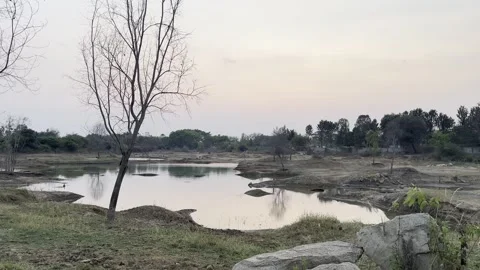 Half-Dry Lake Magic in Indian Jungle Stock Footage 270343225