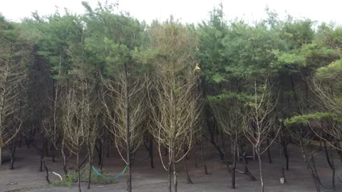 Half Dry Pine Trees Video stock 234532734