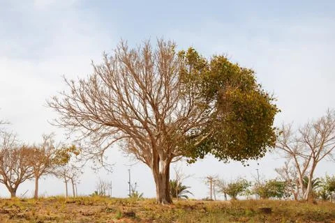 Half dry tree Stock Photos