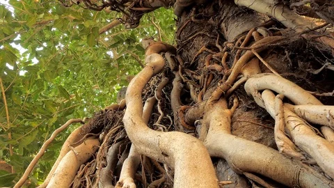 Half Dutch tilt through twisting aerial roots and trunks of a mature Stock Footage 120246351