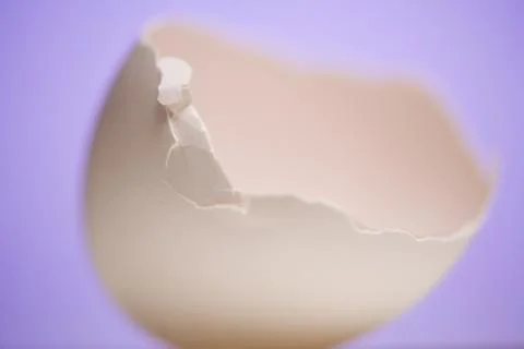 Half an egg shell Stock Photos