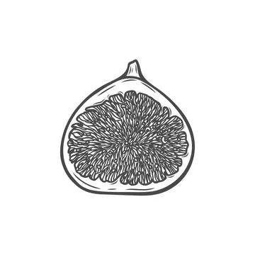 Half of a fig fruit is hand drawn Stock Illustration