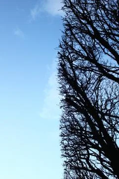 Half of forest Stock Photos