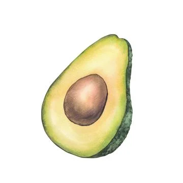 Half of fresh avocado with brown seed. Hand drawn watercolor ripe green fru.. Stock Illustration