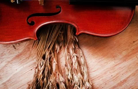 The half front side of  classic violin put beside dried flower,on wooden boar Foto stock