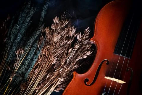 Half front side of violin put at the right side of dried flowergroup.on grung Foto stock