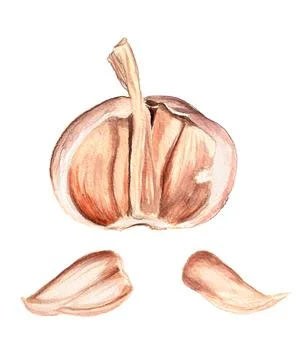 Half of garlic Stock Illustration