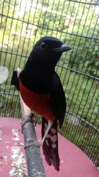 Half garlic Stock Photos