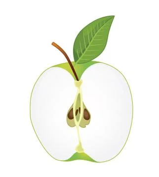 Half green apple Stock Illustration