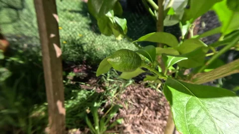 Half Grown Lemon  Push in Stock Footage 265532844