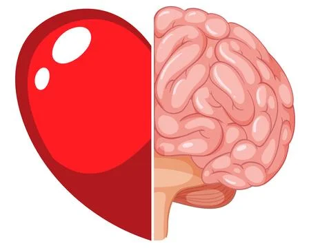 Half Heart Half Brain Vector Illustration Concept 스톡 일러스트