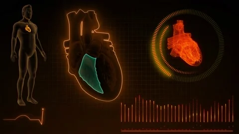 Half Heart Right Ventricle | Stock Video | Pond5