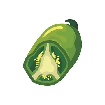 Half jalapeno food 스톡 일러스트