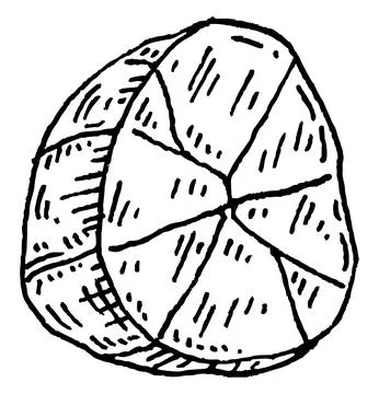 Half a kola nut without shell. Vector engraving black vintage Stock Illustration