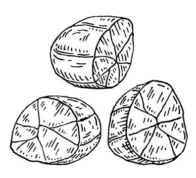 Half a kola nut without shell. Vector engraving black vintage イラスト素材