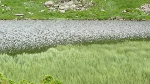 Half lake overgrown grass Stock Footage 68818609