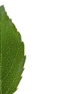 Half-leaf Stock Photos