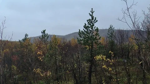 Half-leafless trees in an autumnal dark forest and hills in the distance. Video stock 75069353